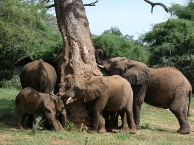 Day Three - Nairobi to Samburu Game Reserve