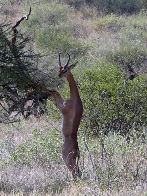 A gerenuk has a long neck for browsing