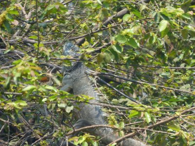 An iguana in the tree