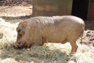Kenya Wildlife Service Animal Orphanage - Warthog 'Patrick'