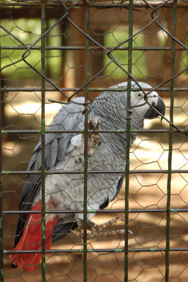 KWS Orphanage -Grey Parrot
