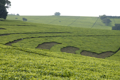 Tea is planted all along the gentle rolling hillsides