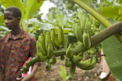 Bannas at the spice plantation