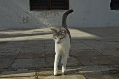 A pretty kitty in front of the museum, not quite Corbin's cat, but cute enough!