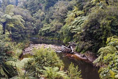 Lost Forest Waitaanga NZ.JPG