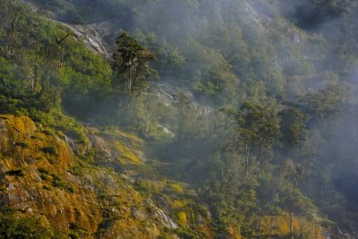 Beech Forest clinging to the sides of Milford Sound.JPG