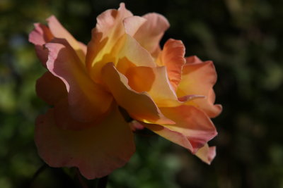 Beautiful Rose sunlight in shade