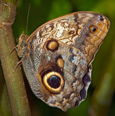 Butterfly2.jpg
