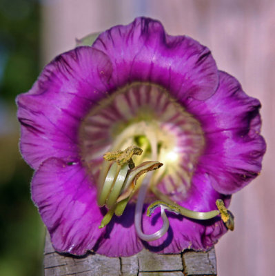 Flower2.jpg