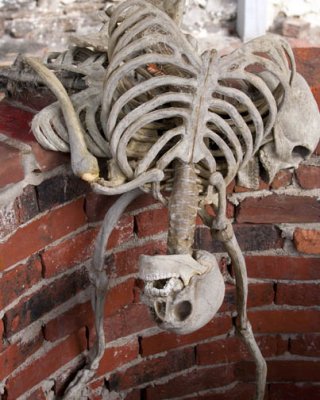 BONES.jpg
