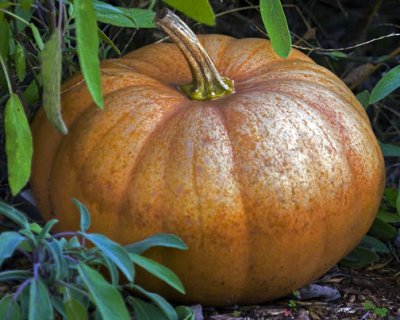 PUMPKIN.jpg