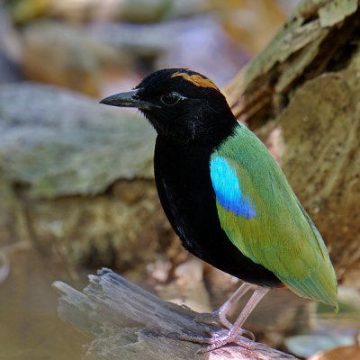 Rainbow Pitta