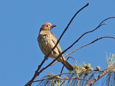 Australasian Figbird im.