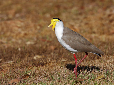 Masked Lapwing