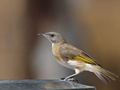 Rufous-banded Honeyeater