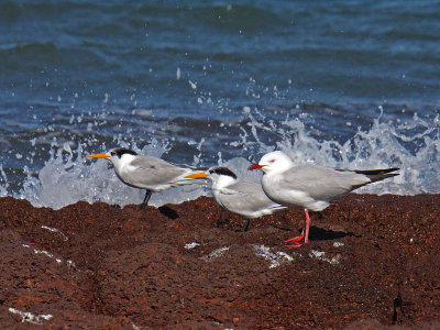 Silver Gull &Lesser Crested Terns
