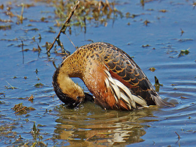 Wandering Whistling -Duck