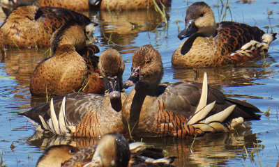 Plumed Whistling- Duck