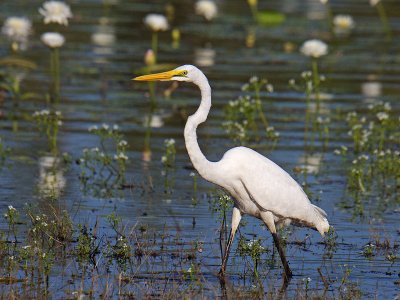 Great Egret