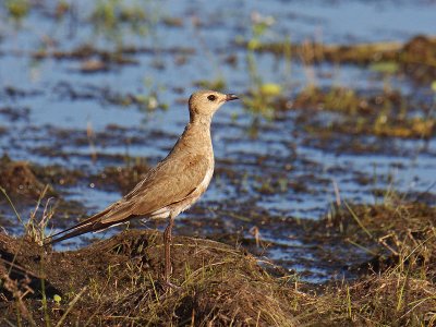 Australian Pratincole