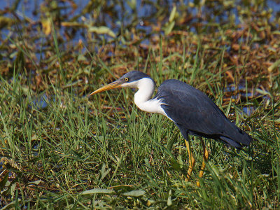 Adult Pied Heron