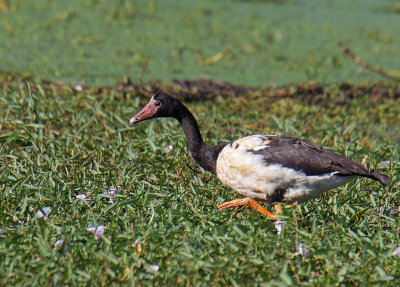 Magpie Goose