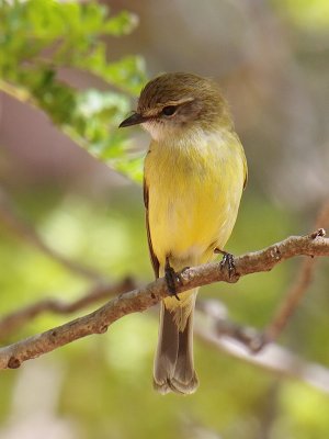 Lemon-bellied Flycatcher