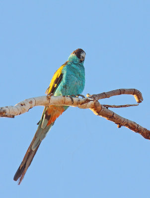 Hooded Parrot