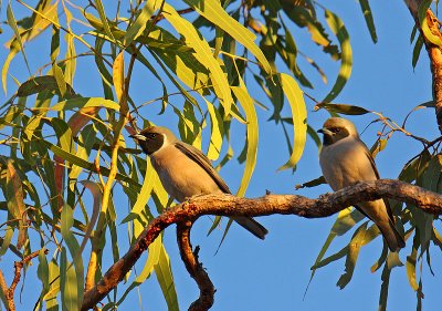 Masked Woodswallow