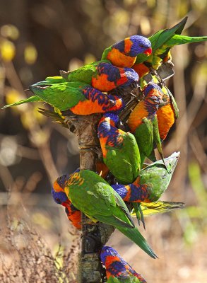 Red-collared Lorikeets drinking from a tap