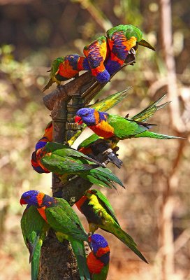Red-collared Lorikeets