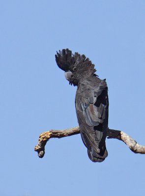Male Red-tailed Black -Cockatoo