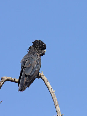 Female Red-tailed Black-Cockatoo