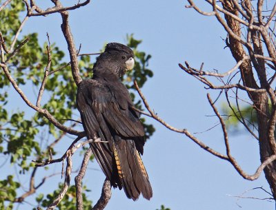 Female Red-tailed Black-Cockatoo