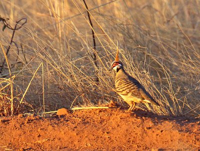Spinifex  Pigeon
