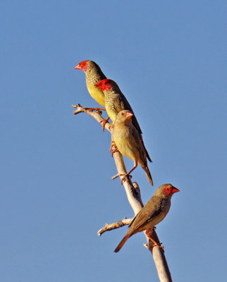 Adult & Imm. Star Finches