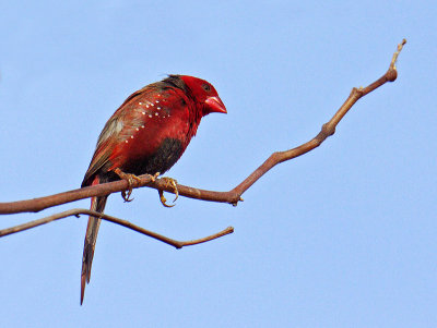 Male Crimson Finch