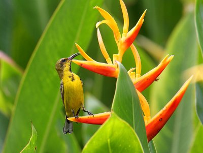 Male eclipse Olive-backed Sunbird