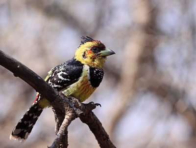 Crestet Barbet