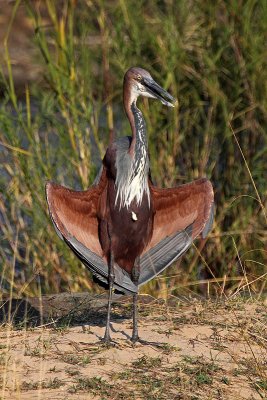 Goliath Heron