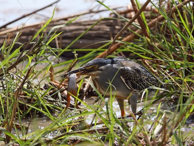 Green-Backed Heron