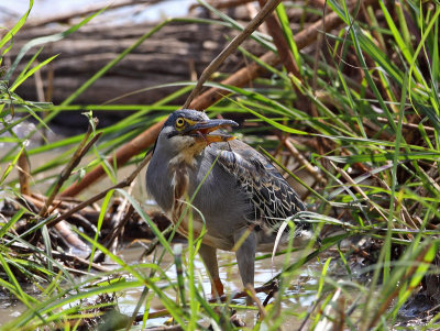 Green-Backed Heron