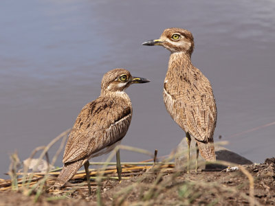 Water Thick-Knee