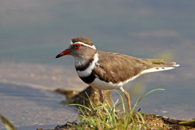 Three-Banded Plover