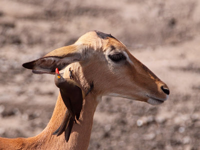 Red-Billed Oxpecker