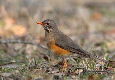 Kurrichane Thrush