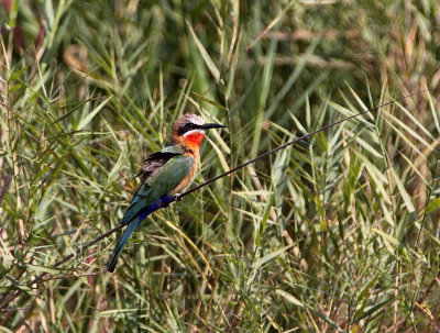 White -Fronted Bee-eater