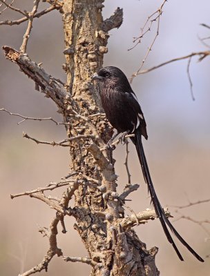 Magpie-Shrike