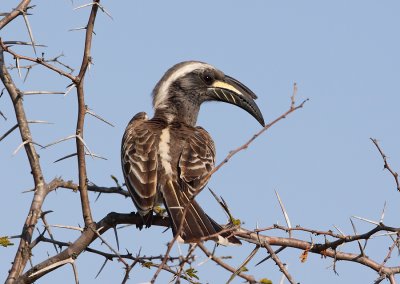 African Grey Hornbill