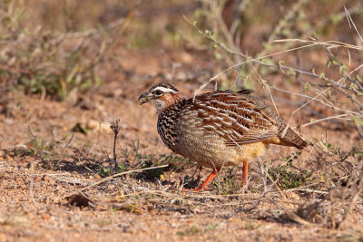 Crested Francolin